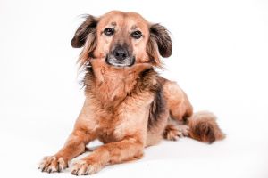 hundefotograf chris zeilfelder