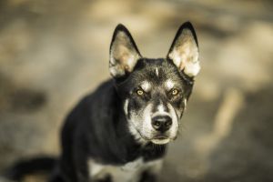 hundefotografie koenigswinter