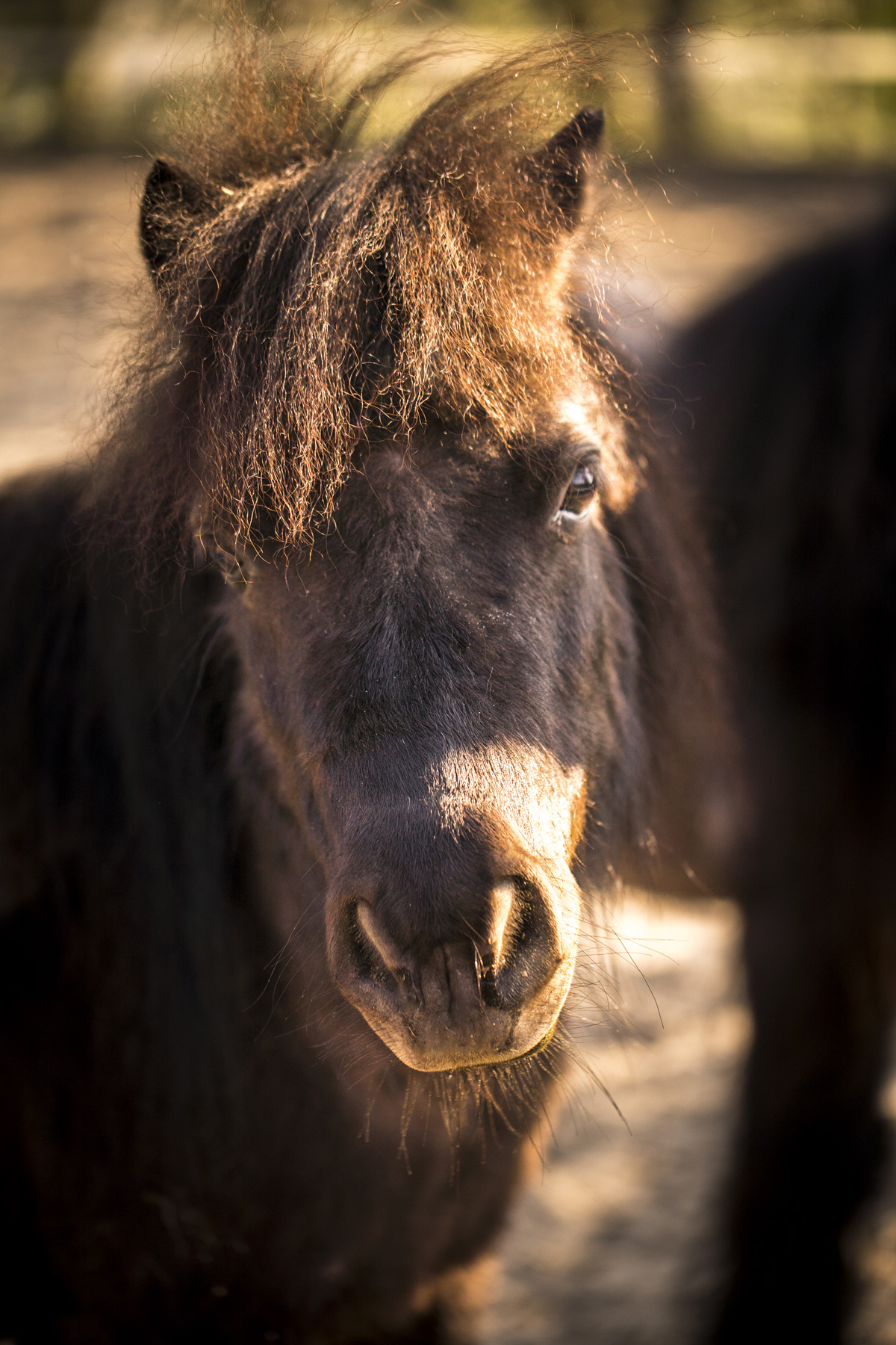 tierfoto pony